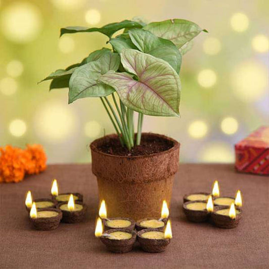 🌿 10 Eco-Friendly Diwali Gift Ideas: Celebrate with Sustainable Presents 🎁